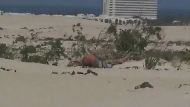 Galdéria loura brasileira tendo orgasmo e atraente